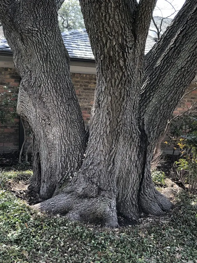 Mature heritage tree close to a Peterson property cared for by certified arborists